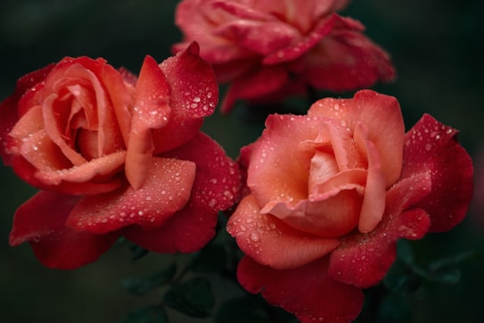Three pink and red roses adorned with dewdrops on their petals, set against a dark green blurred background. The image highlights the delicate texture and vibrant colors of the flowers, creating a serene and fresh atmosphere.