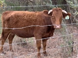 A brown cow with curved horns stands behind a barbed wire fence. The animal appears to be in an outdoor, natural environment with dry grass and some green vegetation in the background. A green ear tag with the number 28 is visible on its ear.
