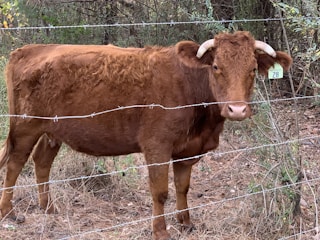 A brown cow with curved horns stands behind a barbed wire fence. The animal appears to be in an outdoor, natural environment with dry grass and some green vegetation in the background. A green ear tag with the number 28 is visible on its ear.