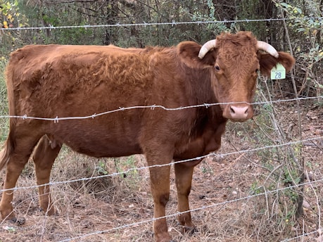 A brown cow with curved horns stands behind a barbed wire fence. The animal appears to be in an outdoor, natural environment with dry grass and some green vegetation in the background. A green ear tag with the number 28 is visible on its ear.