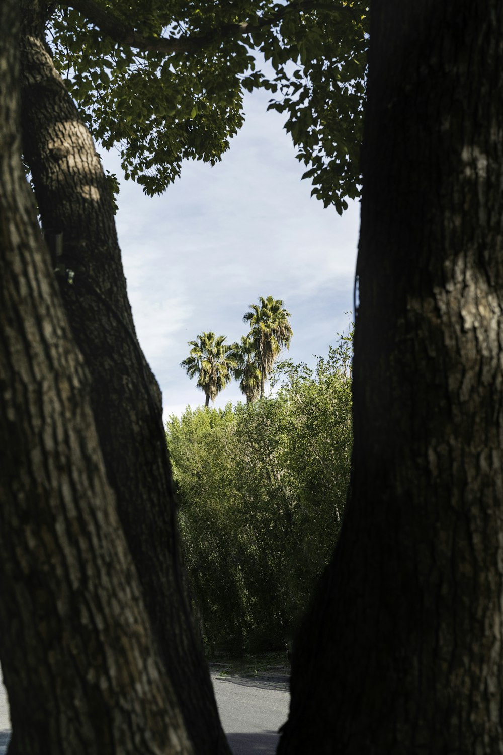 green trees under white clouds during daytime