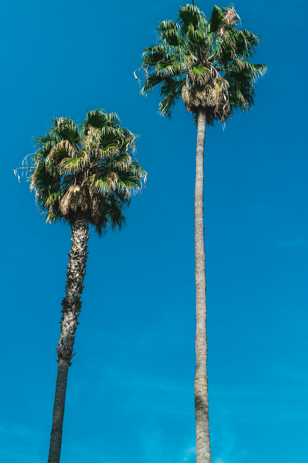 Grüne Palme unter blauem Himmel tagsüber