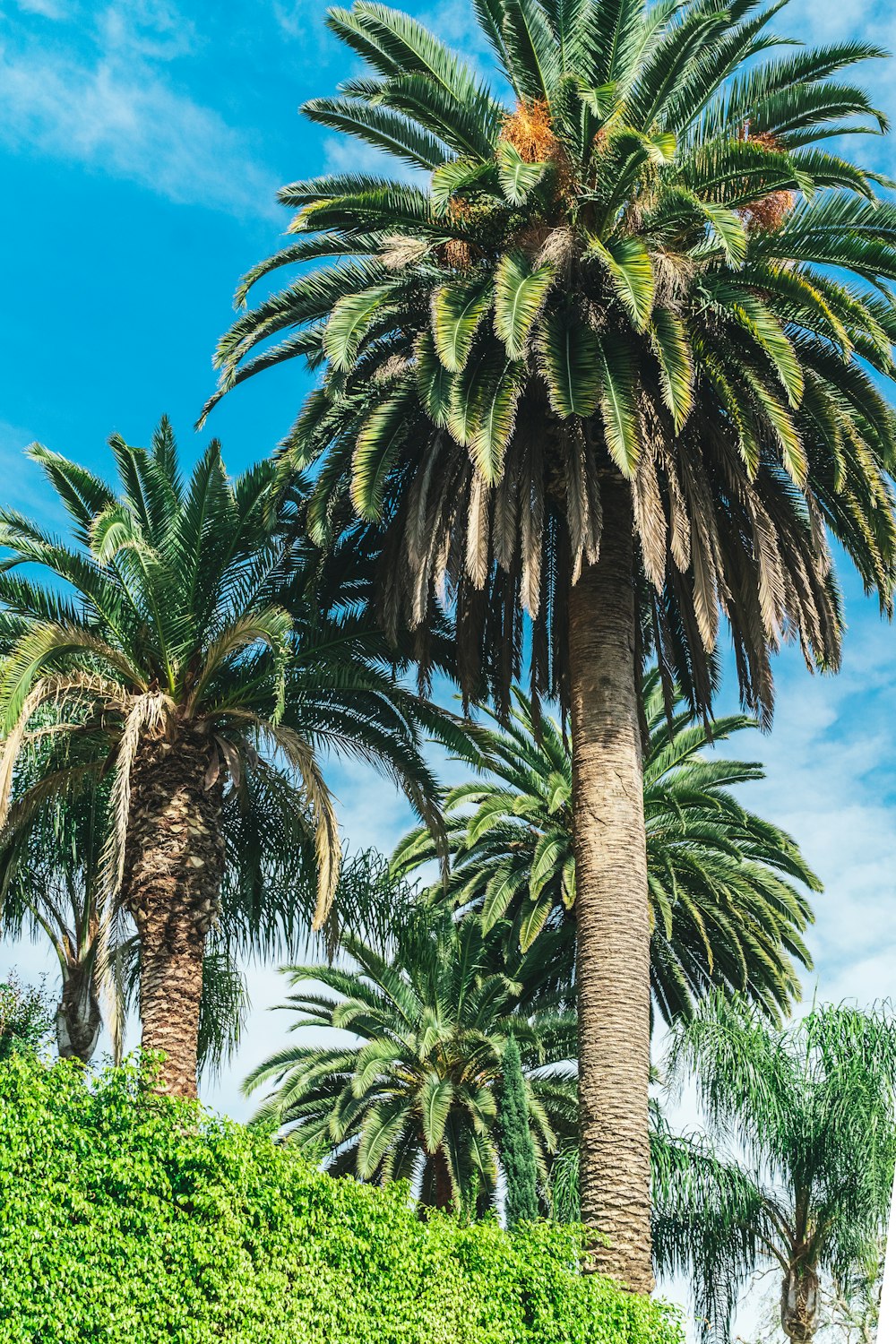 green palm tree under blue sky during daytime