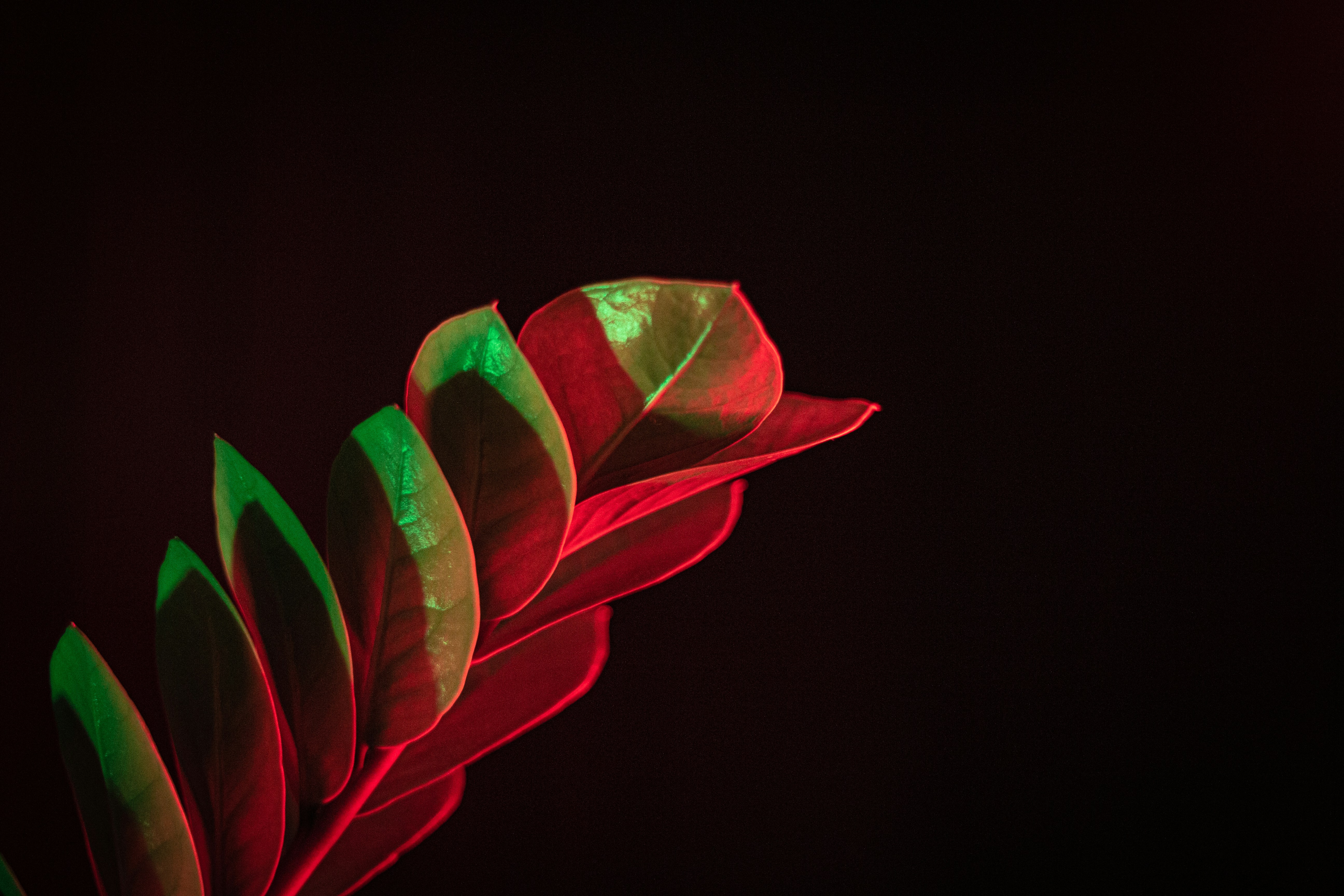 green leaves on black background