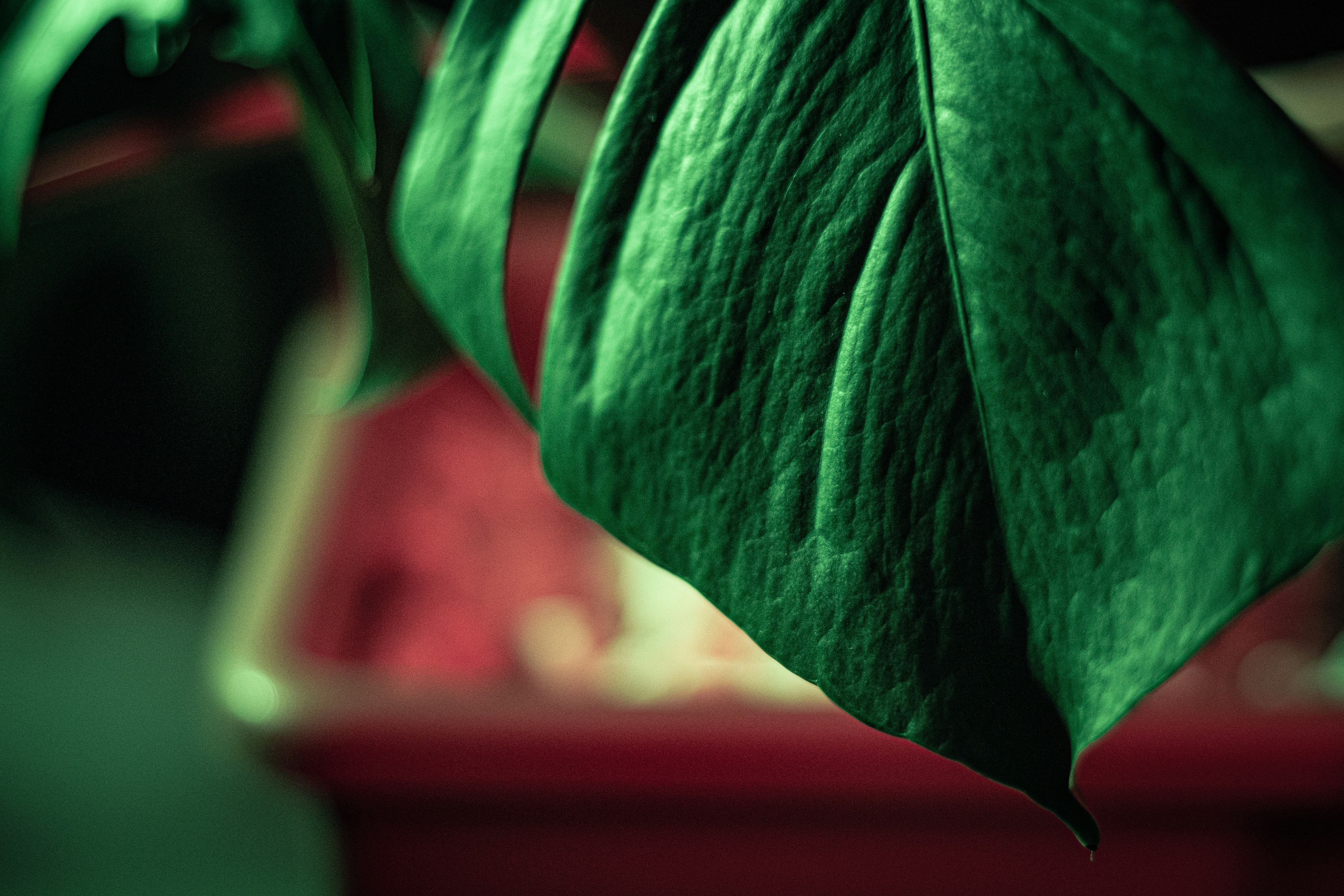 green leaf plant in close up photography