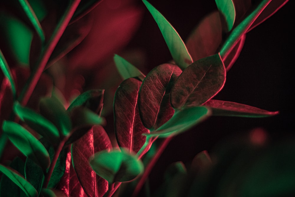 green leaves in macro lens