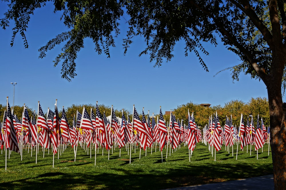 flags on green grass field during daytime