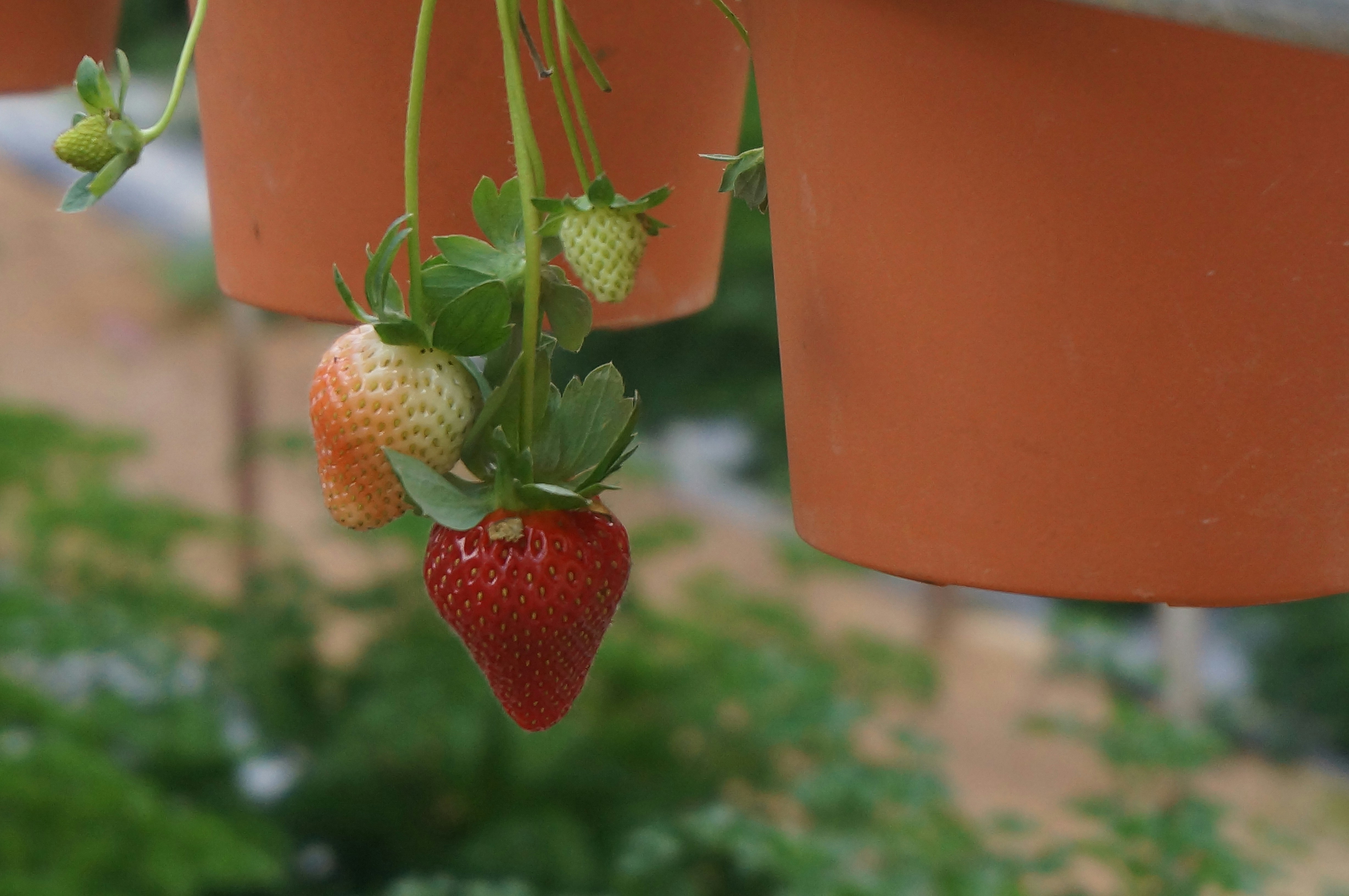 green and red strawberry fruit in red plastic container, 