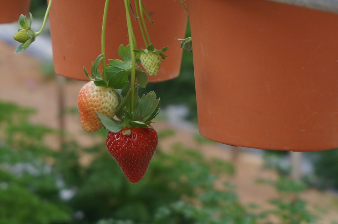 green and red strawberry fruit in red plastic container,