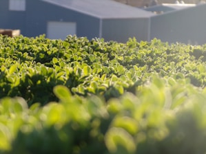 A close-up of diverse plants symbolizing sustainable practices in business operations.
