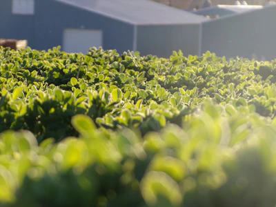 Close-up of green plants symbolizing eco-friendly business practices.