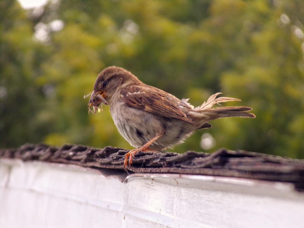 brown and white bird on gray wooden fence during daytime