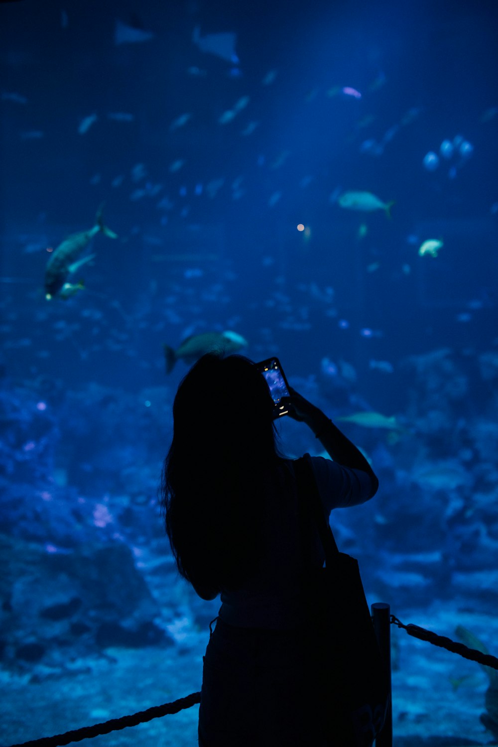 silhouette of woman taking photo of blue and white lights