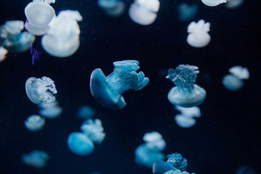 white jellyfish on black background