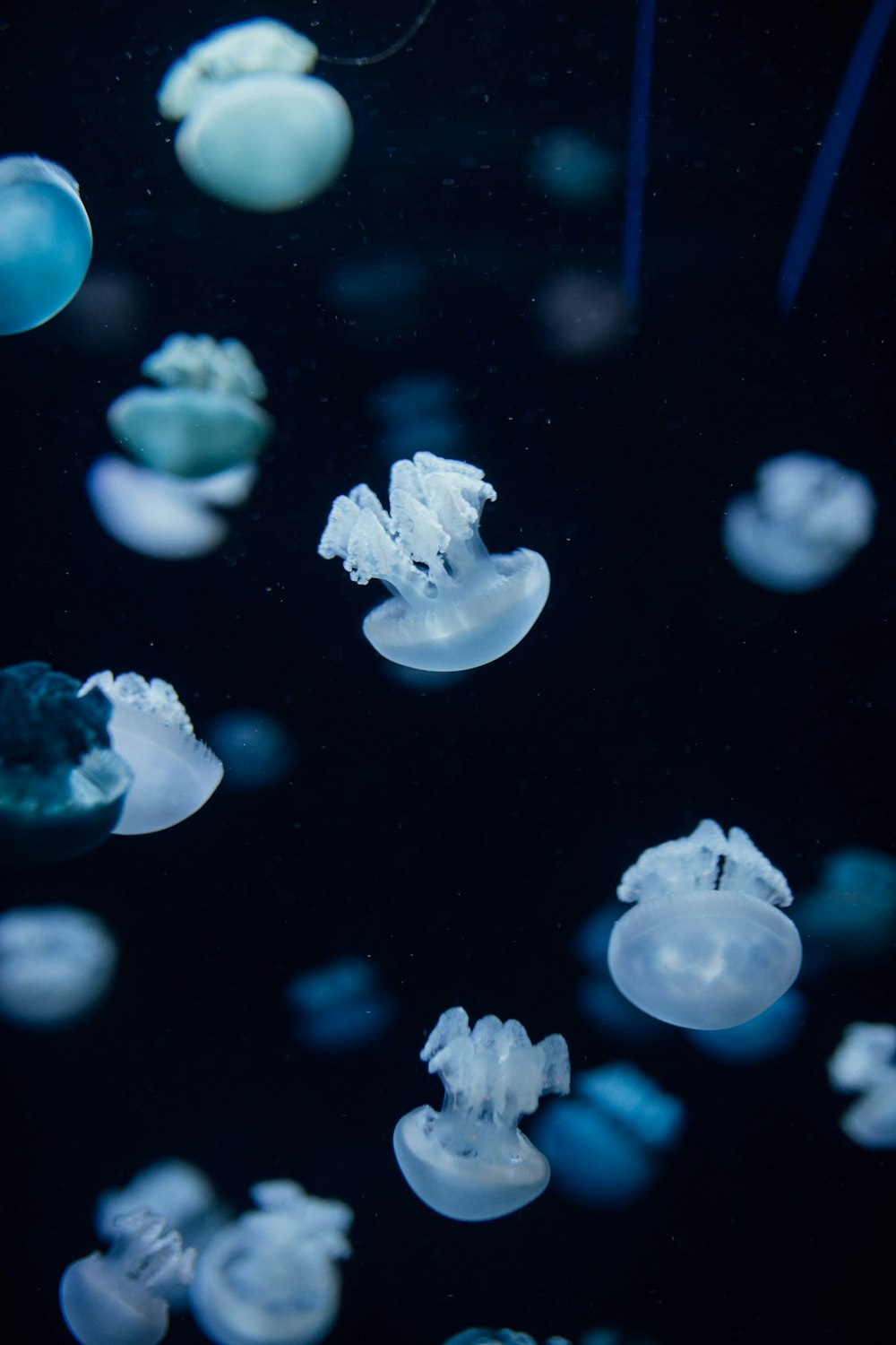 Medusas blancas en el agua durante el día