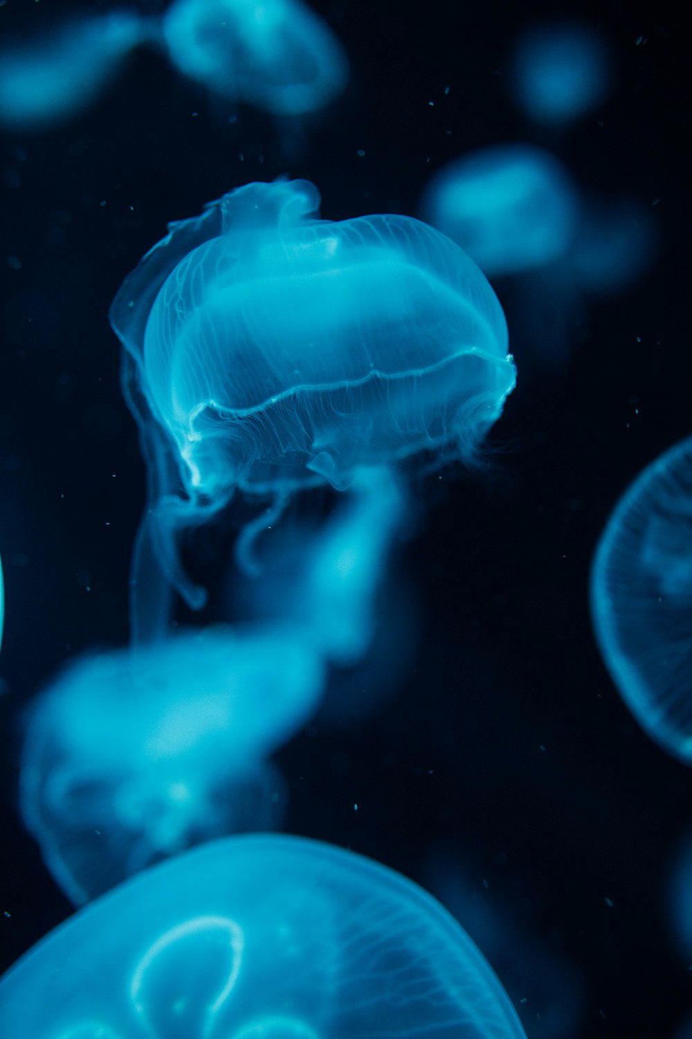 클로즈업 사진에서 물 속의 푸른 해파리