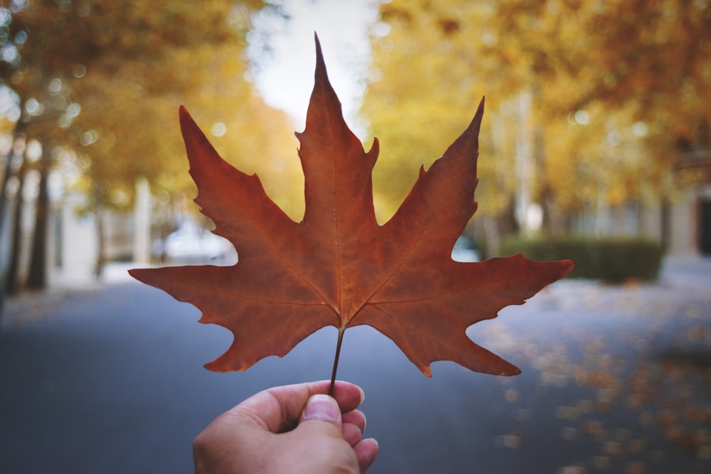 a person holding a leaf in their hand