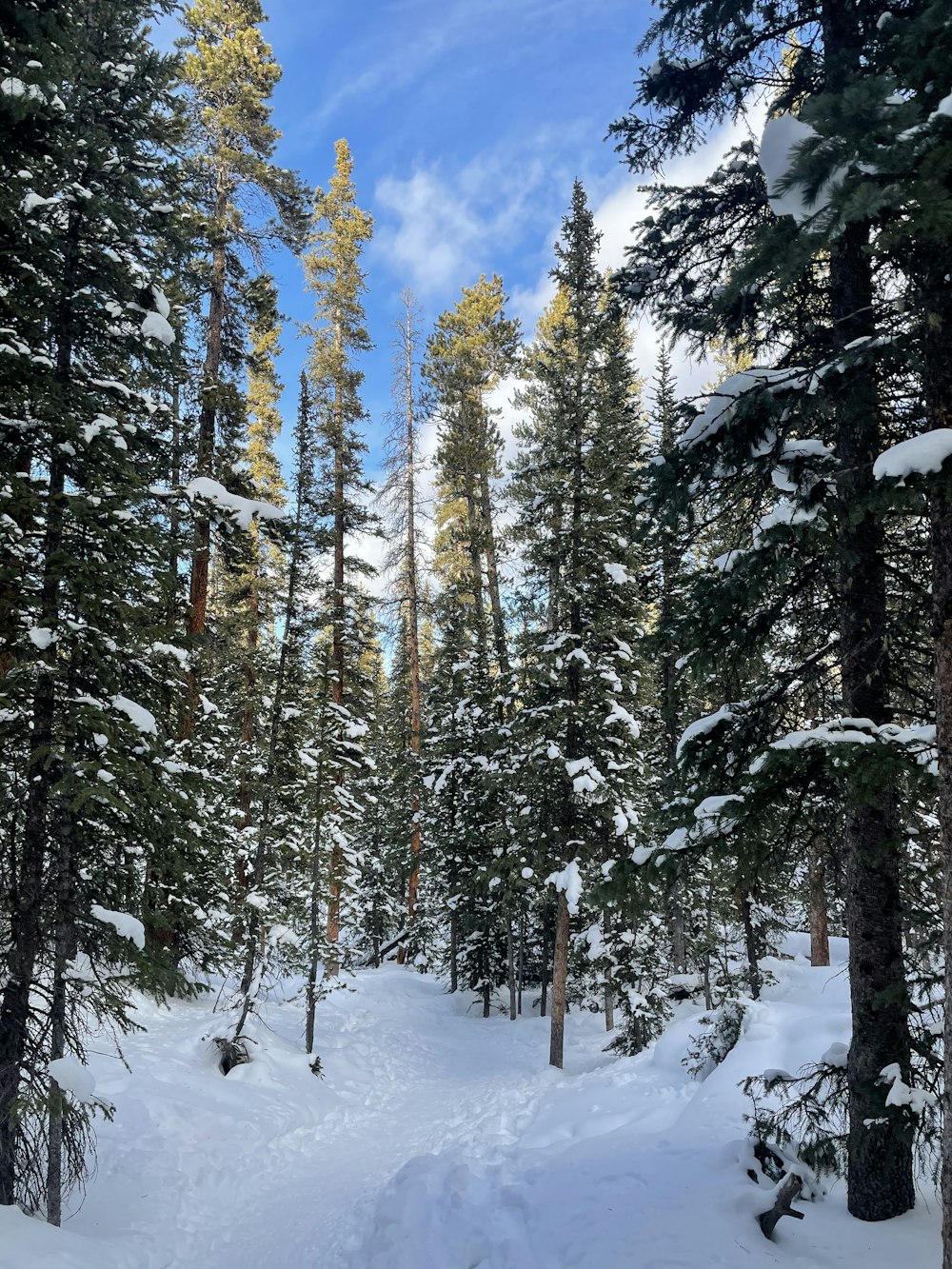 snow covered pine trees under blue sky and white clouds during daytime