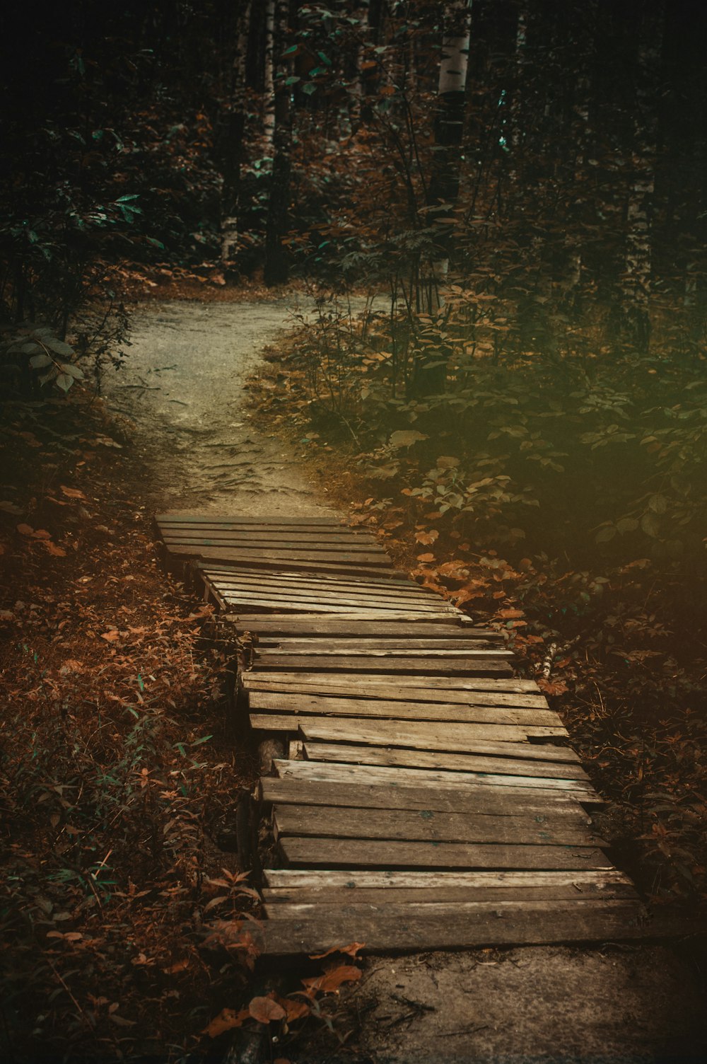 a wooden path in the woods leading to a forest