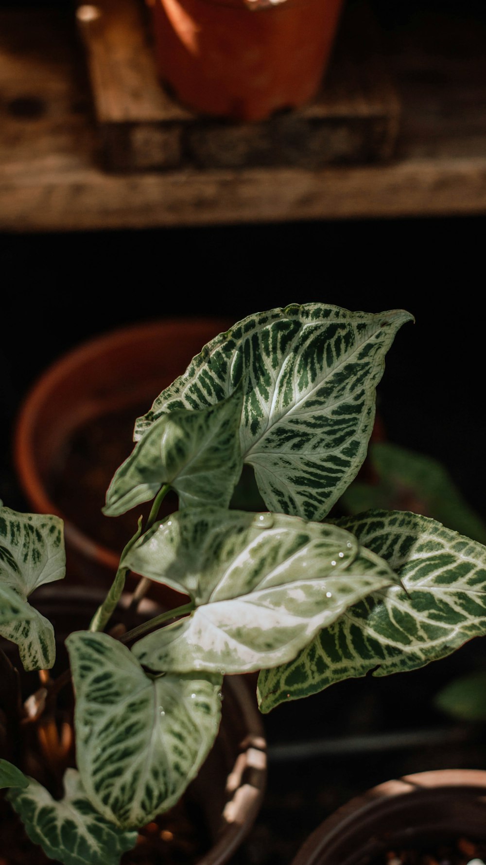 green leaves on brown pot