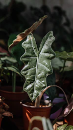 green leaf plant in close up photography