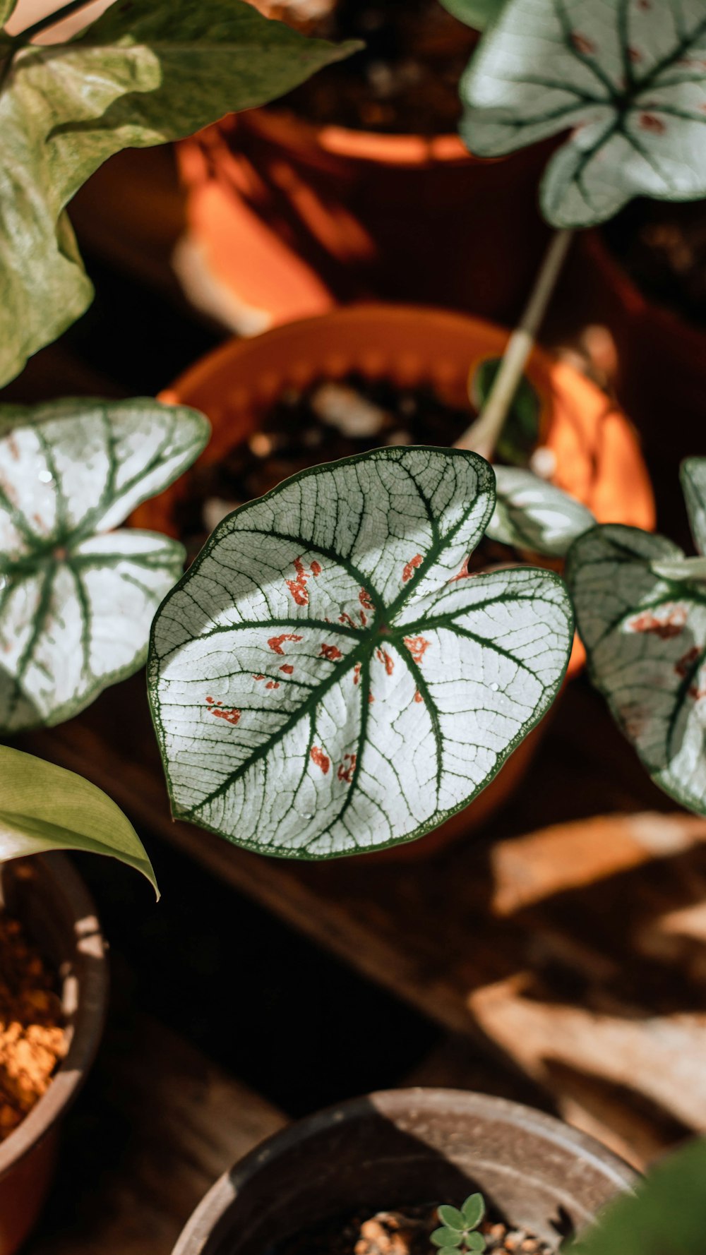 green and red leaves plant