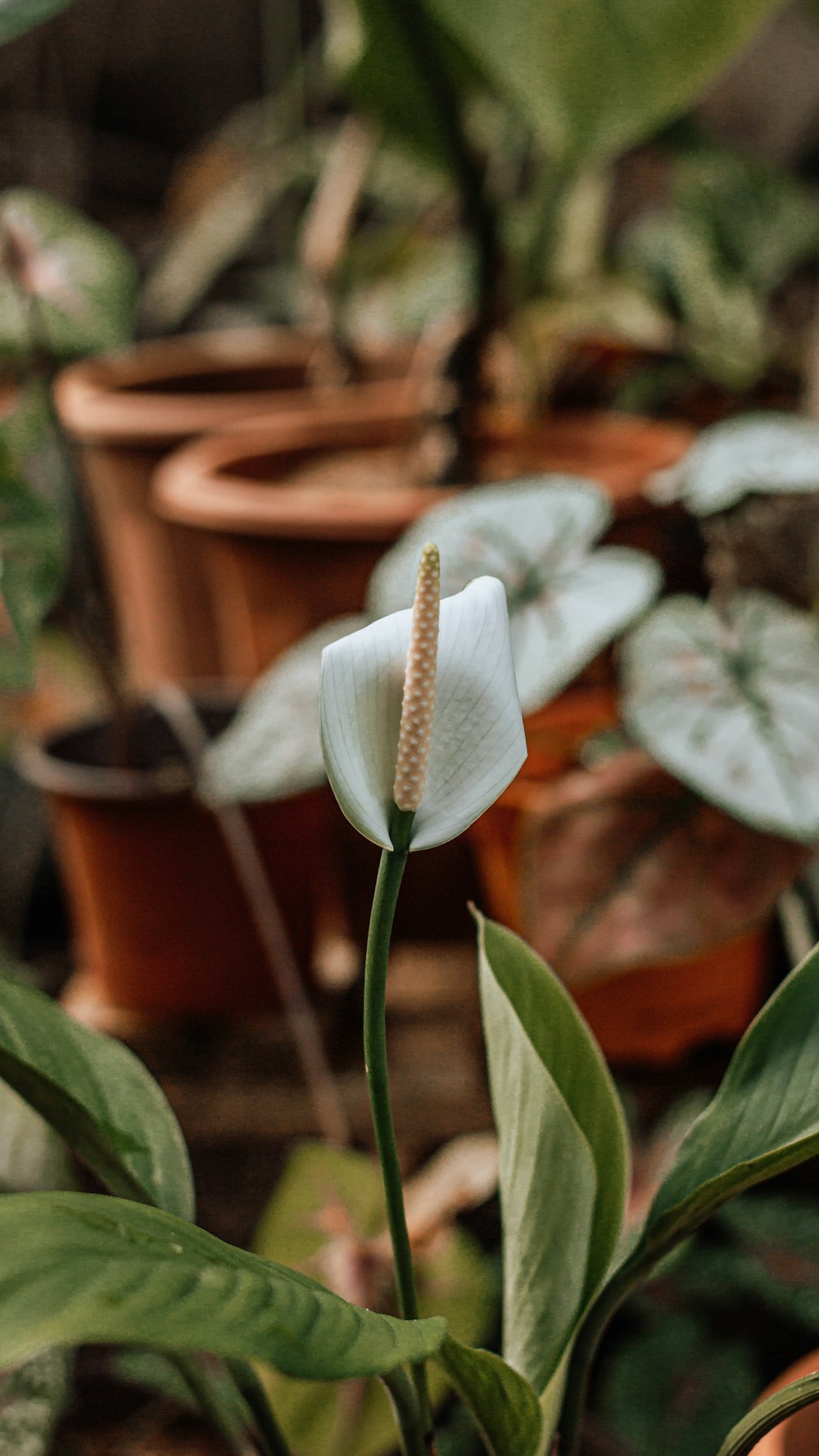 white flower with green leaves