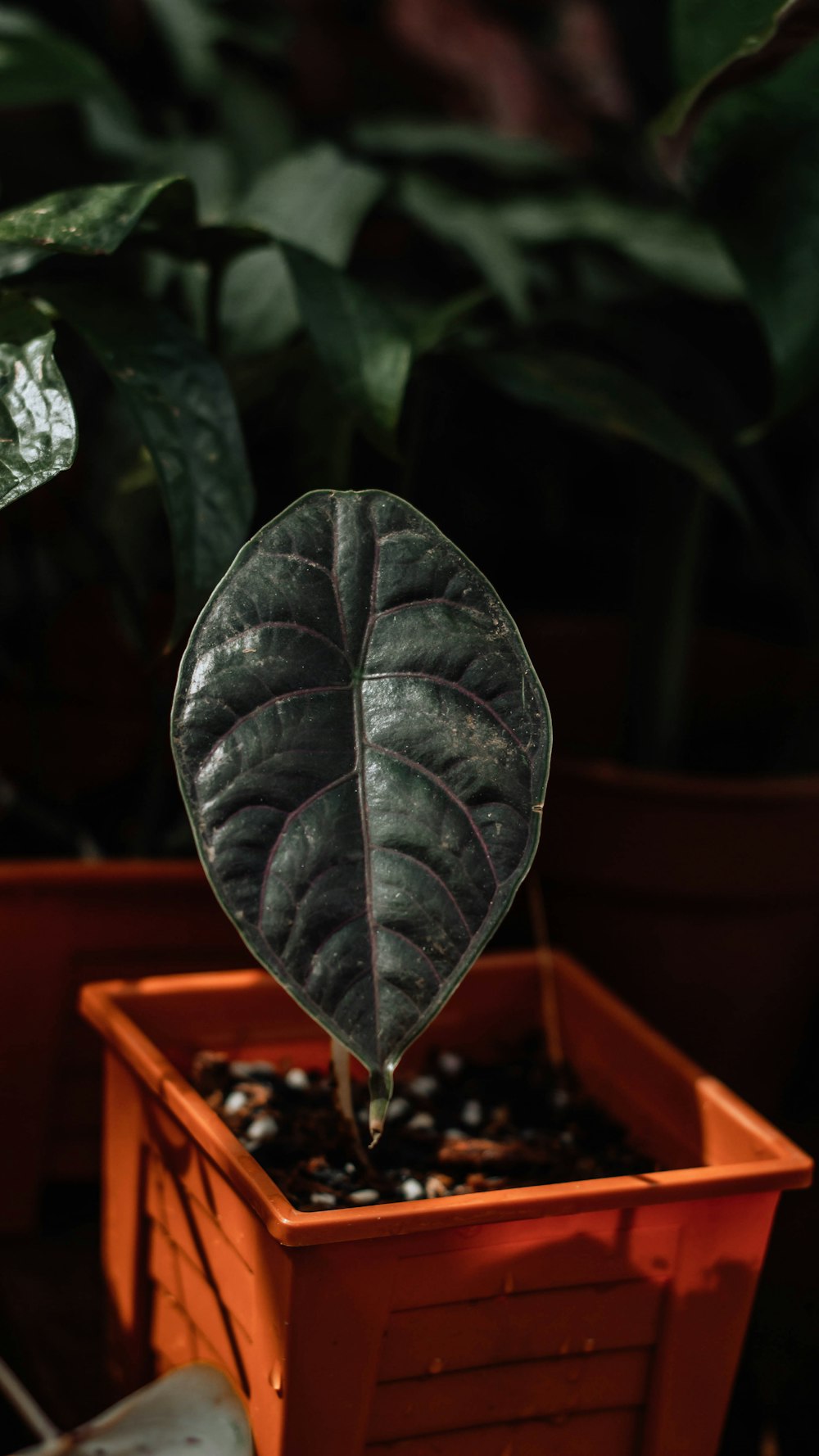 green leaf plant on brown pot