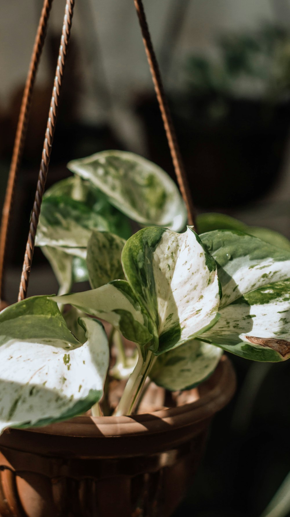 green and white leaf plant