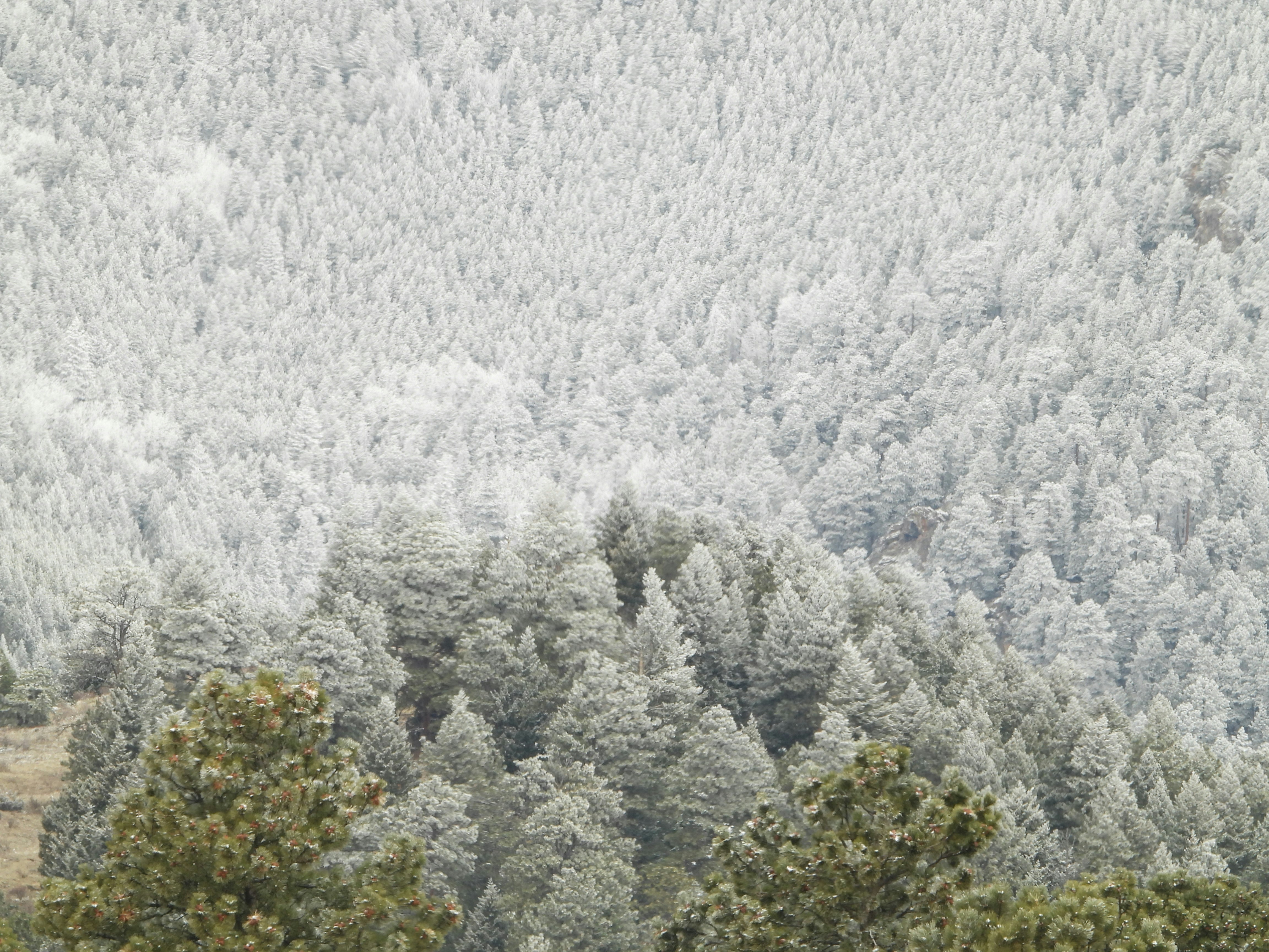 Photo by evergreene24