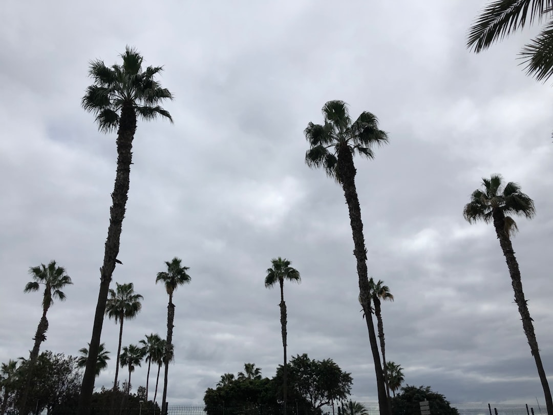 green palm trees under white clouds