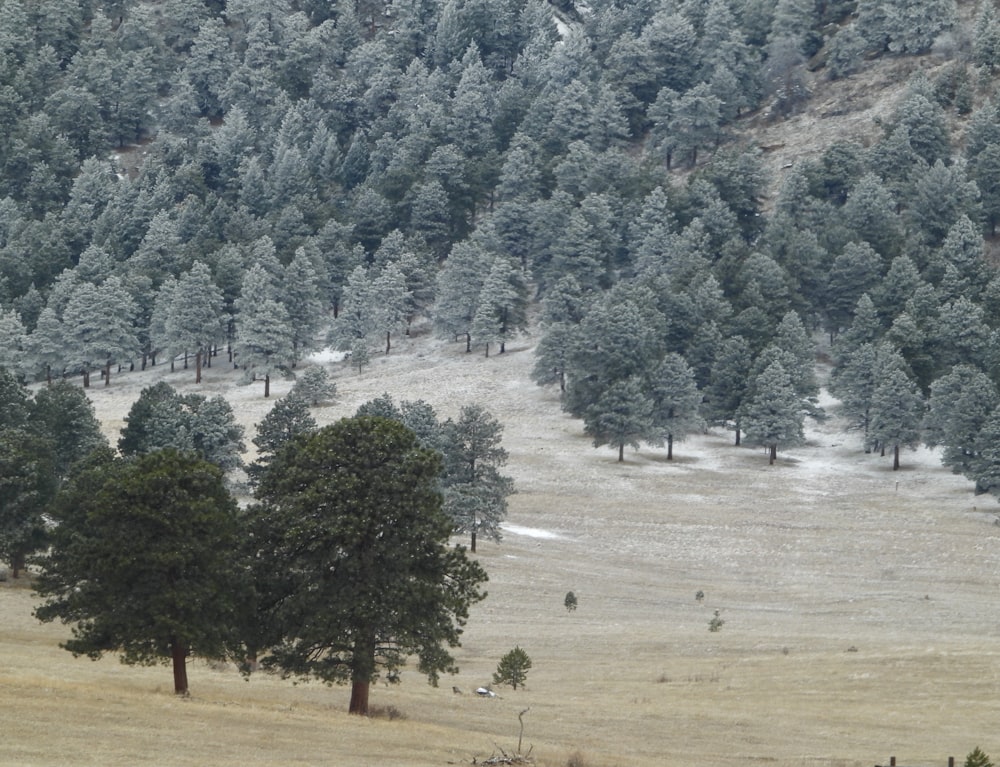 green trees on brown field during daytime