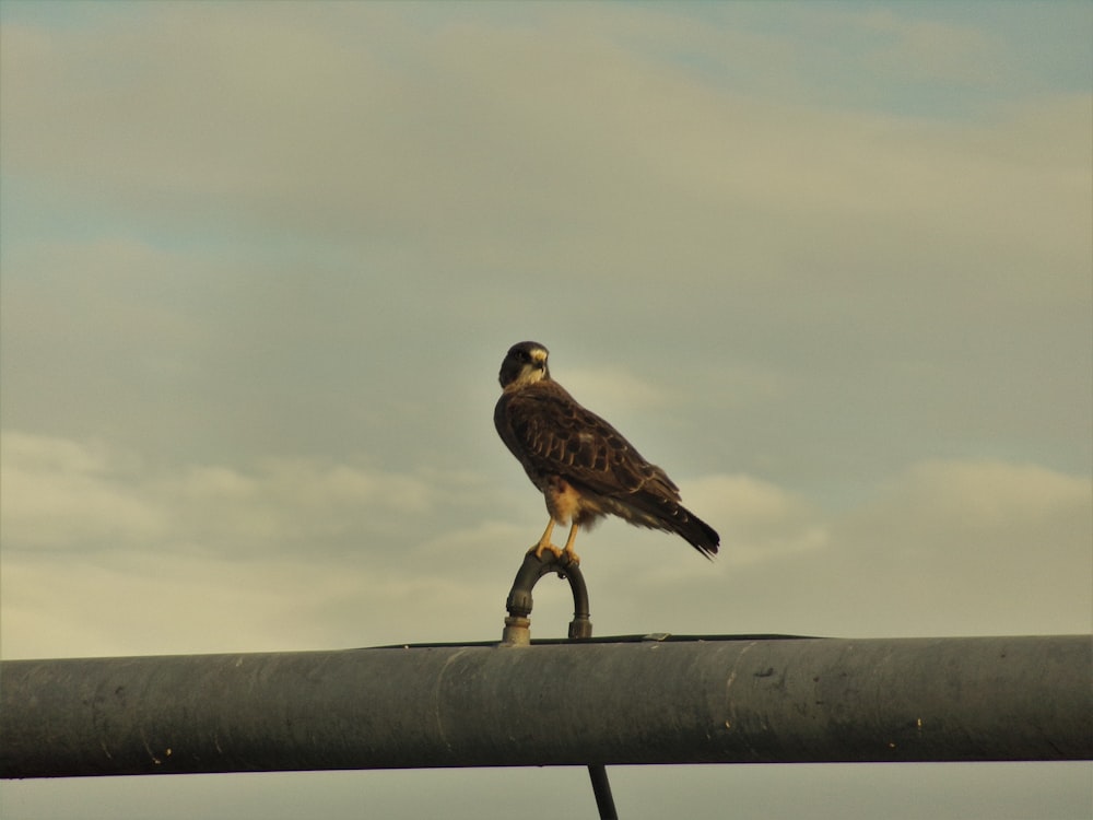 brown bird on black metal fence under cloudy sky during daytime