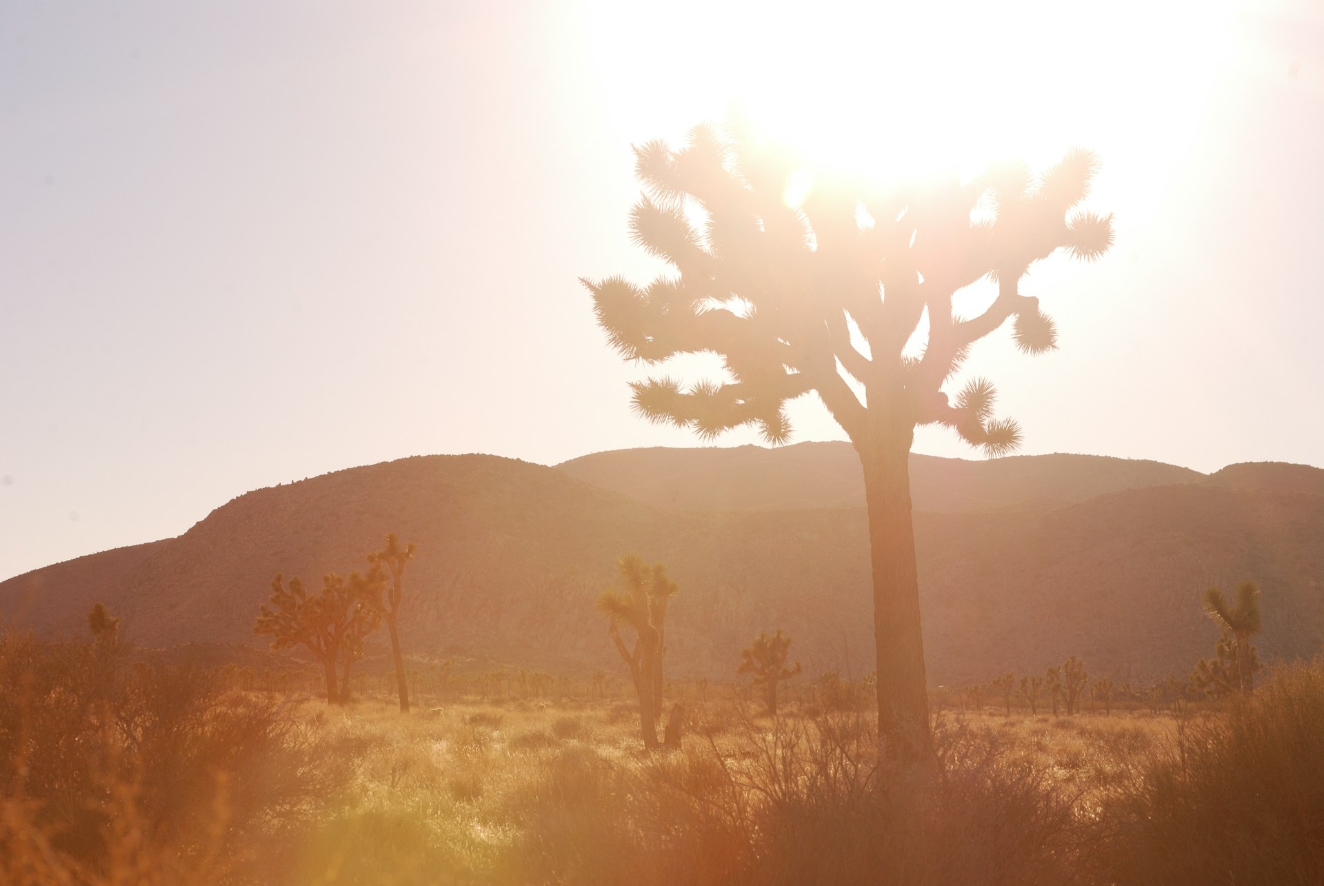 brown tree on brown grass field during daytime