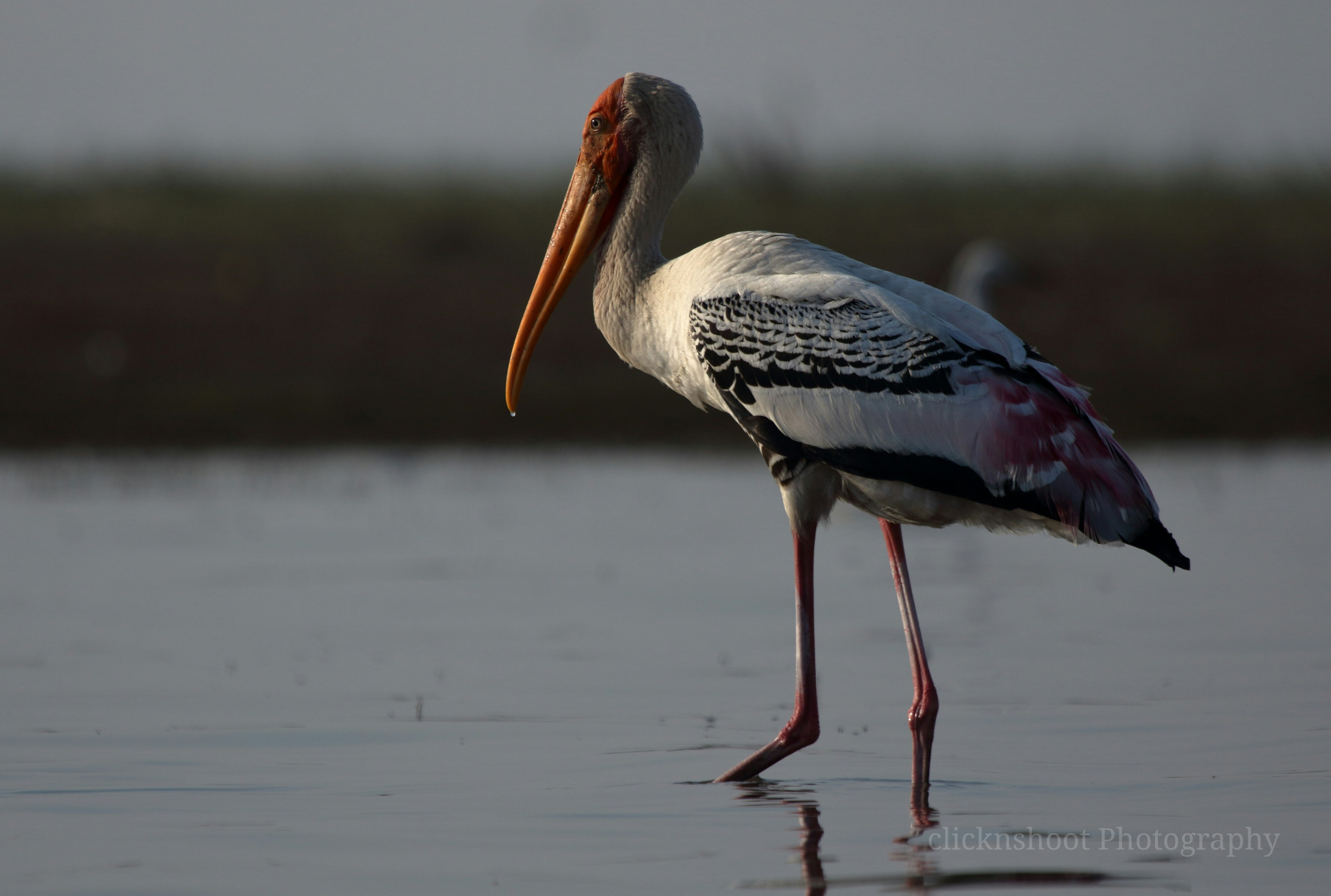 Photo by clicknshoot9