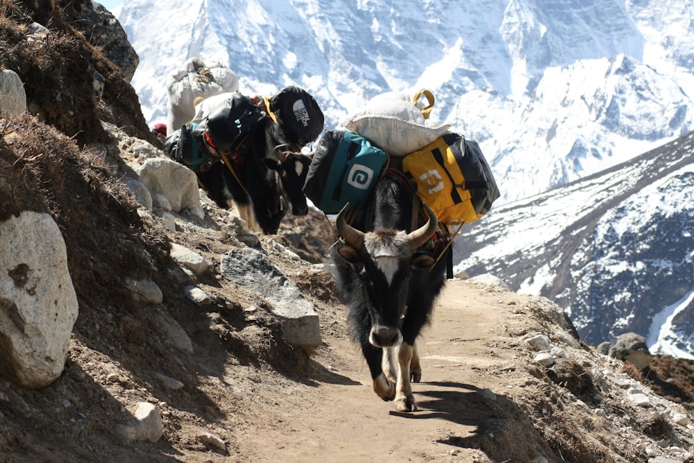 black and white cow on rocky mountain during daytime