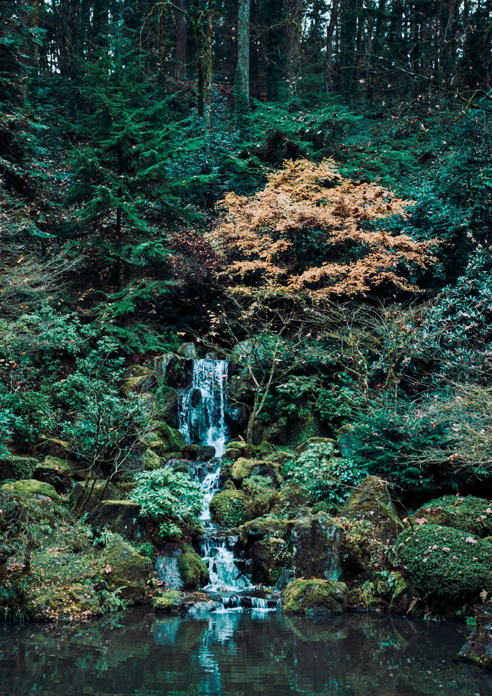 green and brown trees beside river during daytime