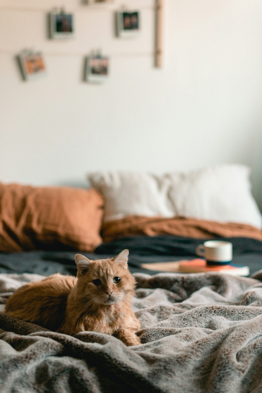 orange tabby cat lying on bed