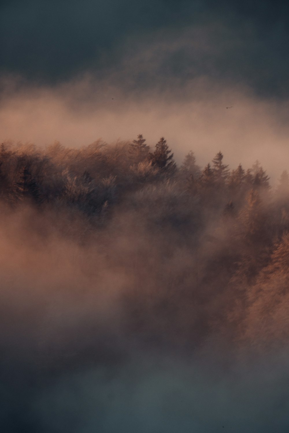 green trees covered with fog