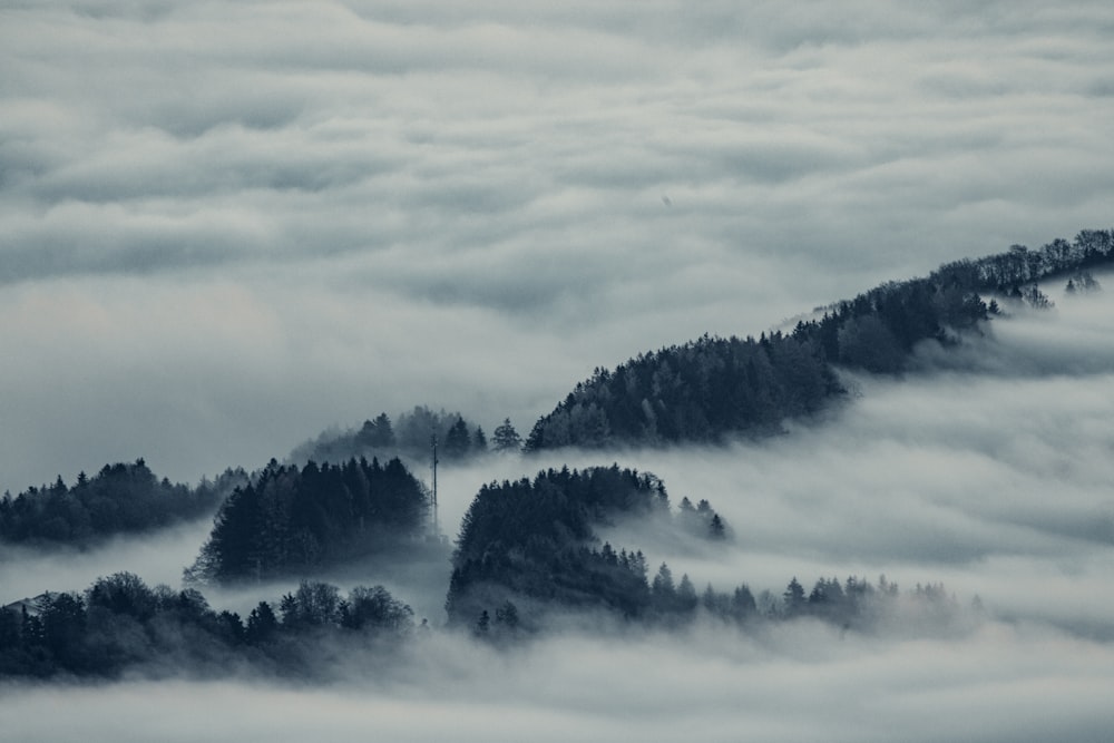 green trees covered by white clouds