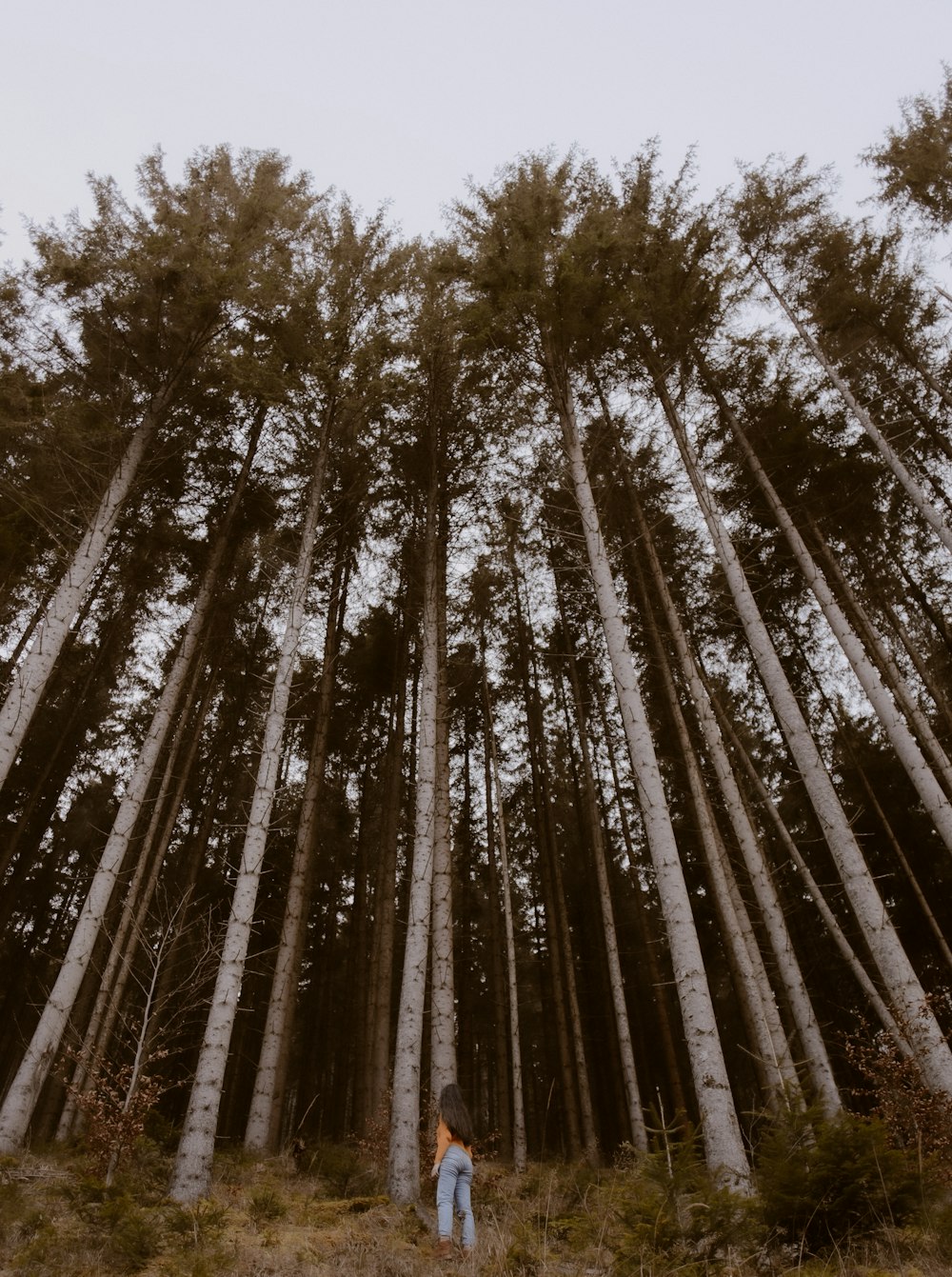 low angle photography of green trees during daytime