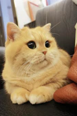 A fluffy cat with a pink handcrafted collar lounging on a cozy couch.