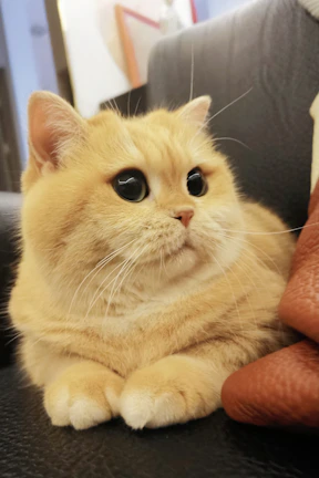 A fluffy cat with a pink handcrafted collar lounging on a cozy couch.