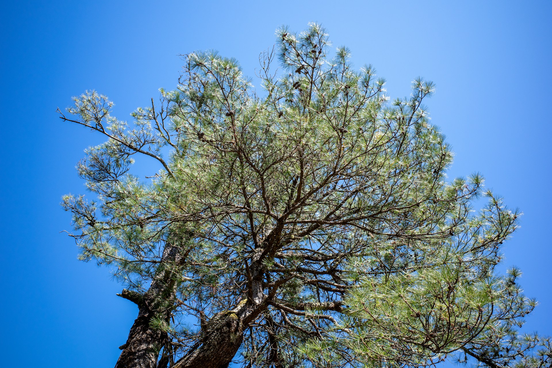Tall cedar tree standing proudly against a clear blue sky, showcasing its rich, textured bark.