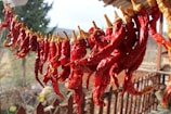 Bright red chili peppers hanging to dry in natural sunlight with green leaves around.