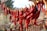 Close-up of vibrant red chillies drying under the sun on a traditional Indian farm.