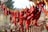 Close-up of vibrant red chillies drying under the sun on a traditional Indian farm.