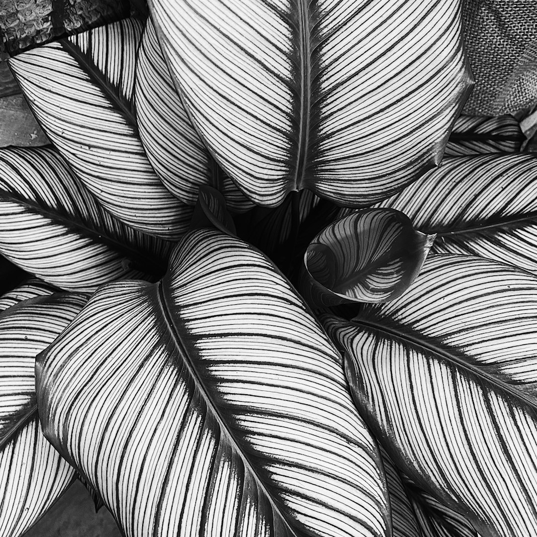 grayscale photo of leaves on wooden surface