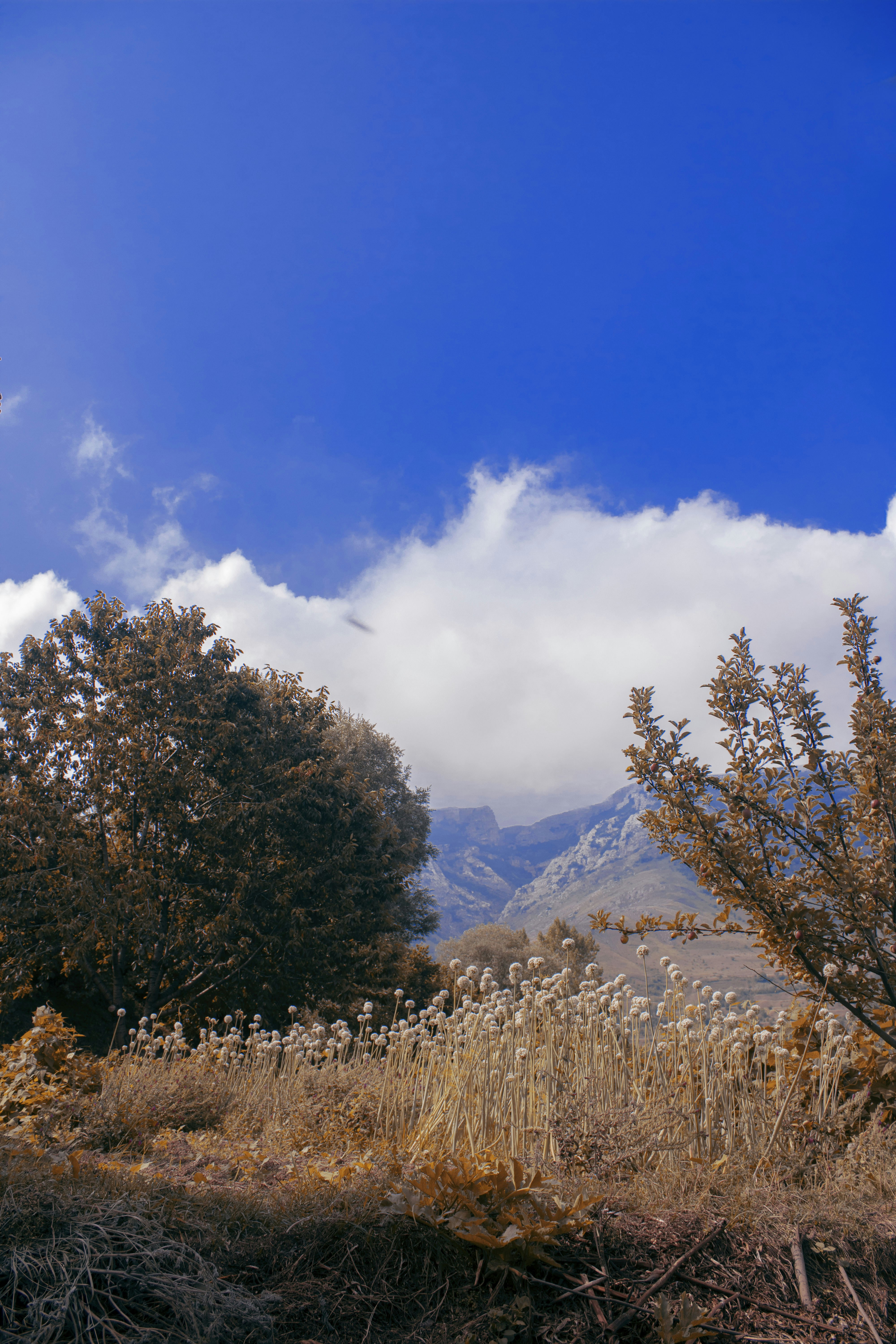 Photo by aryanelyasi