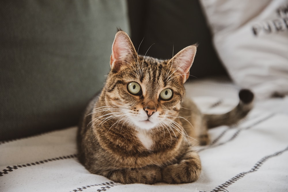 brown tabby cat lying on white textile